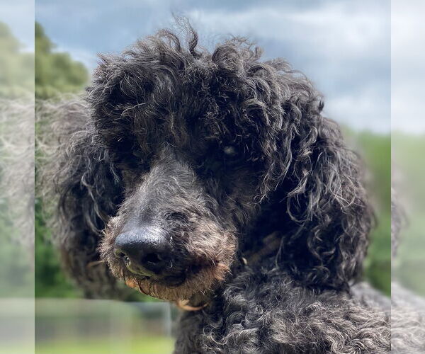 Medium Photo #7 Poodle (Miniature) Puppy For Sale in Pacolet, SC, USA