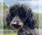 Small #6 Poodle (Miniature)