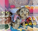 Small #2 Morkie
