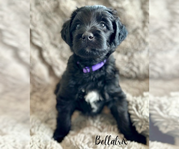 Medium Photo #1 Double Doodle Puppy For Sale in VINEYARD, UT, USA