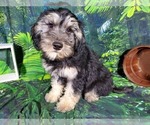 Small Photo #10 Goldendoodle (Miniature) Puppy For Sale in BLACK FOREST, CO, USA