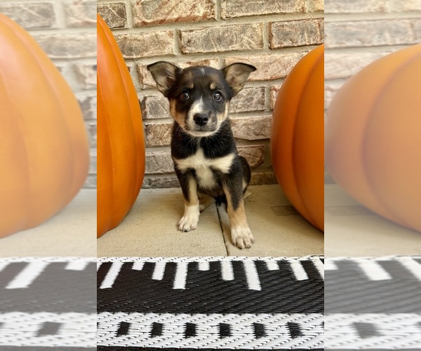 Medium Photo #19 Australian Cattle Dog-Border Collie Mix Puppy For Sale in GREENFIELD, IN, USA