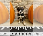 Small #2 Australian Cattle Dog-Border Collie Mix