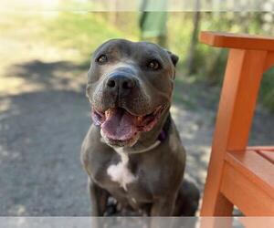 American Pit Bull Terrier Dogs for adoption in Denver, CO, USA