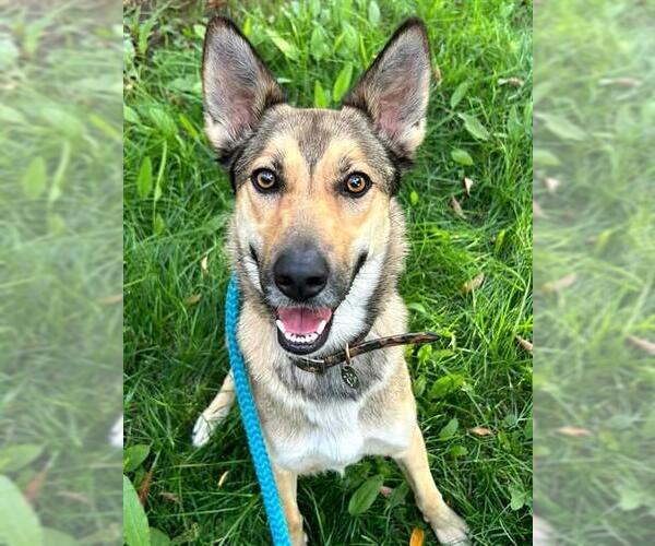 Medium Photo #1 German Shepherd Dog-Unknown Mix Puppy For Sale in Sacramento, CA, USA