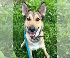 German Shepherd Dog-Unknown Mix Dogs for adoption in Sacramento, CA, USA