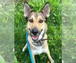 ANGIE - Female German Shepherd Dog-Unknown Mix Dog for Adoption - Small photo
