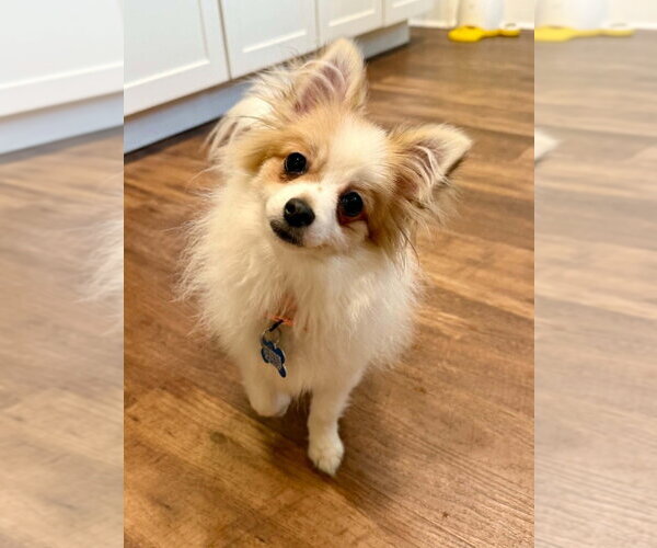Medium Photo #1 Chion Puppy For Sale in Springdale, PA, USA