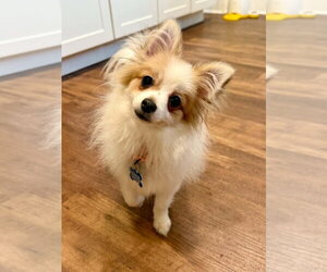 Chion Dogs for adoption in Springdale, PA, USA