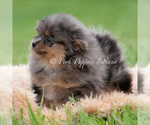 Small Photo #95 Pomeranian Puppy For Sale in WARSAW, IN, USA