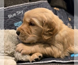 Golden Retriever Puppy for sale in HOQUIAM, WA, USA