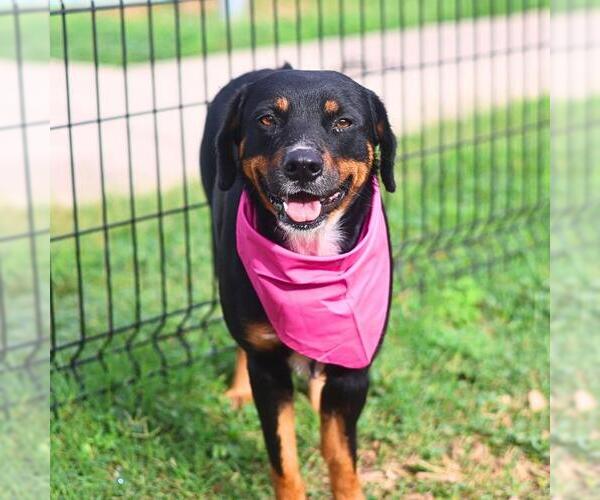 Medium Photo #1 Rottweiler-Unknown Mix Puppy For Sale in San Antonio, TX, USA