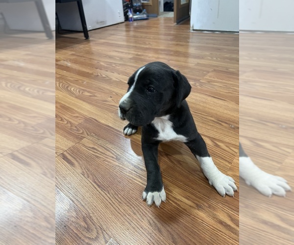 Medium Photo #8 Great Dane Puppy For Sale in MAYSVILLE, KY, USA