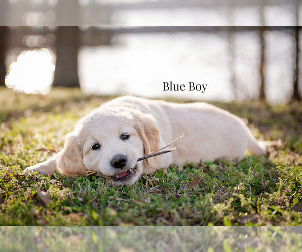 Medium Photo #3 Golden Retriever Puppy For Sale in HARTWELL, GA, USA