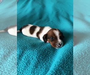 Medium Dachshund