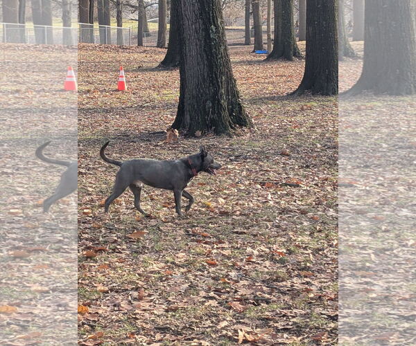 Medium Photo #22 American Pit Bull Terrier-Labrador Retriever Mix Puppy For Sale in Germantown, OH, USA