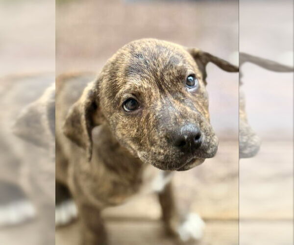 Medium Photo #2 Plott Hound-Unknown Mix Puppy For Sale in Wyoming, MI, USA