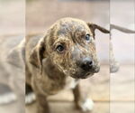 Small #1 Plott Hound Mix