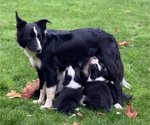 Mother of the Border-Aussie puppies born on 10/05/2022