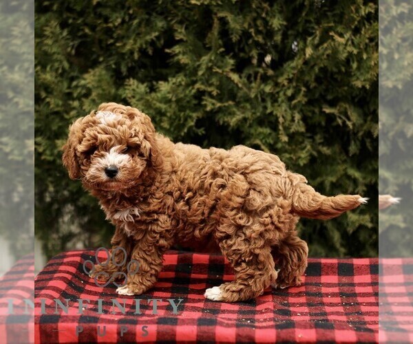 Medium Photo #3 Poodle (Miniature) Puppy For Sale in LEOLA, PA, USA
