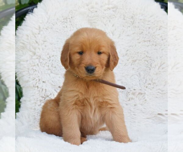 Medium Photo #1 Golden Retriever Puppy For Sale in NEW HOLLAND, PA, USA