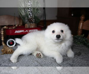 Medium Miniature American Eskimo