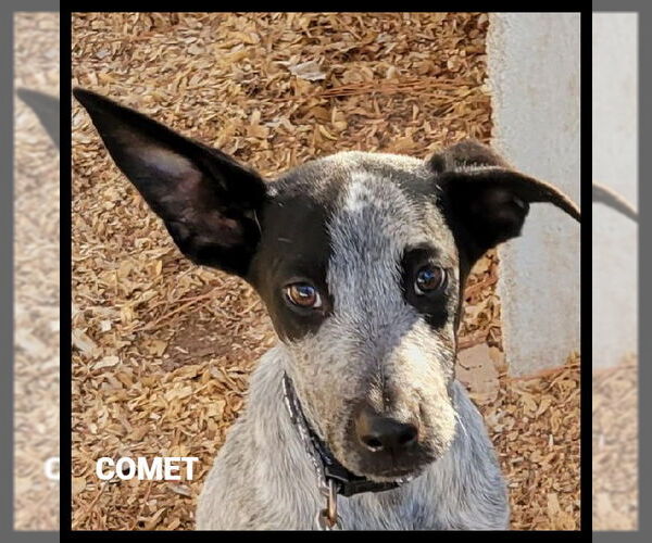 Medium Photo #3 Mutt Puppy For Sale in Granbury, TX, USA