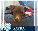 Small #2 Labrador Retriever Mix