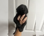 Small Photo #2 Labrador Retriever Puppy For Sale in HOMESTEAD, FL, USA