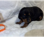 Small Photo #20 Black and Tan Coonhound-Bluetick Coonhound Mix Puppy For Sale in OAK HILLS, CA, USA