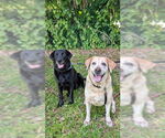 Small #7 Labrador Retriever