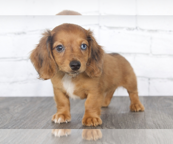 Medium Photo #1 Dachshund Puppy For Sale in RED LION, PA, USA