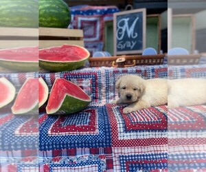 Labrador Retriever Puppy for sale in MAYSVILLE, GA, USA