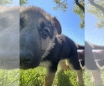Small Photo #7 German Shepherd Dog Puppy For Sale in BRIGHTON, MO, USA