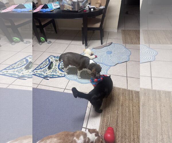 Medium Photo #5 Beagle Puppy For Sale in Tampa, FL, USA