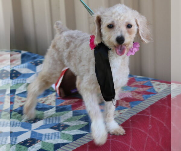 Medium Photo #1 Poodle (Miniature) Puppy For Sale in Bandera, TX, USA
