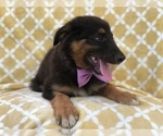 Small Photo #2 Australian Shepherd-English Shepherd Mix Puppy For Sale in LAKELAND, FL, USA