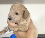 Small #3 Poodle (Miniature)
