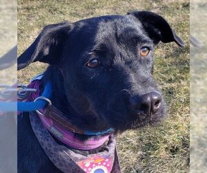 Mutt Dogs for adoption in Pendleton, NY, USA