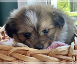 Small Photo #4 Shiranian Puppy For Sale in CALLAO, MO, USA