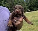 Small Photo #2 Doberman Pinscher Puppy For Sale in CHESTER, SC, USA