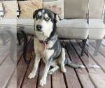 Small #3 Siberian Husky