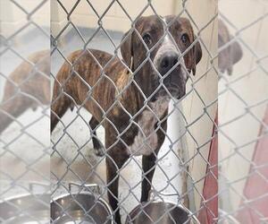 Mutt Dogs for adoption in Anchorage, AK, USA