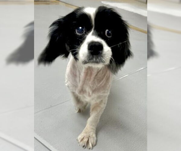 Medium Photo #2 Cockalier Puppy For Sale in Sherman Oaks, CA, USA