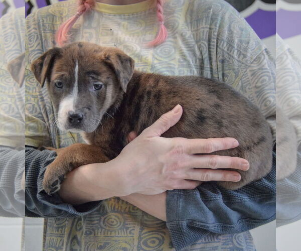 Medium Photo #3 American Staffordshire Terrier-Boxer Mix Puppy For Sale in Huntley, IL, USA