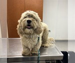 Small Cocker Spaniel Mix