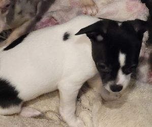 Chihuahua Puppy for sale in BLUE RIVER, WI, USA