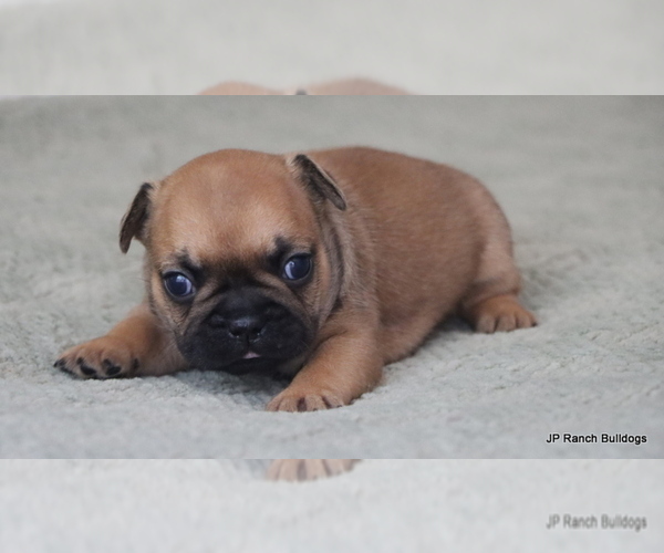 Medium Photo #4 French Bulldog Puppy For Sale in WINNSBORO, TX, USA
