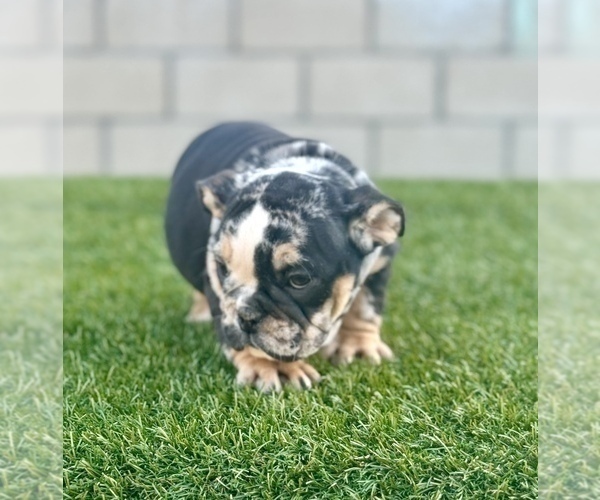 Medium Photo #20 English Bulldog Puppy For Sale in COLORADO SPRINGS, CO, USA