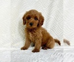 Small #5 Goldendoodle (Miniature)